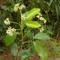 Walsura trifoliolata